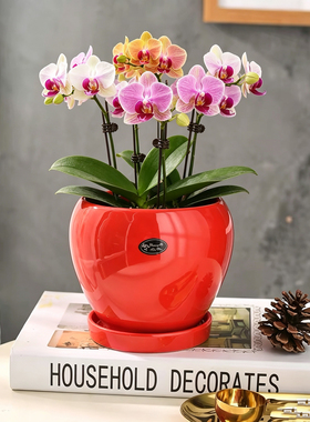 花盆陶瓷特价清仓中国红色特大号带托盘创意绿萝简约风格民宿花盆