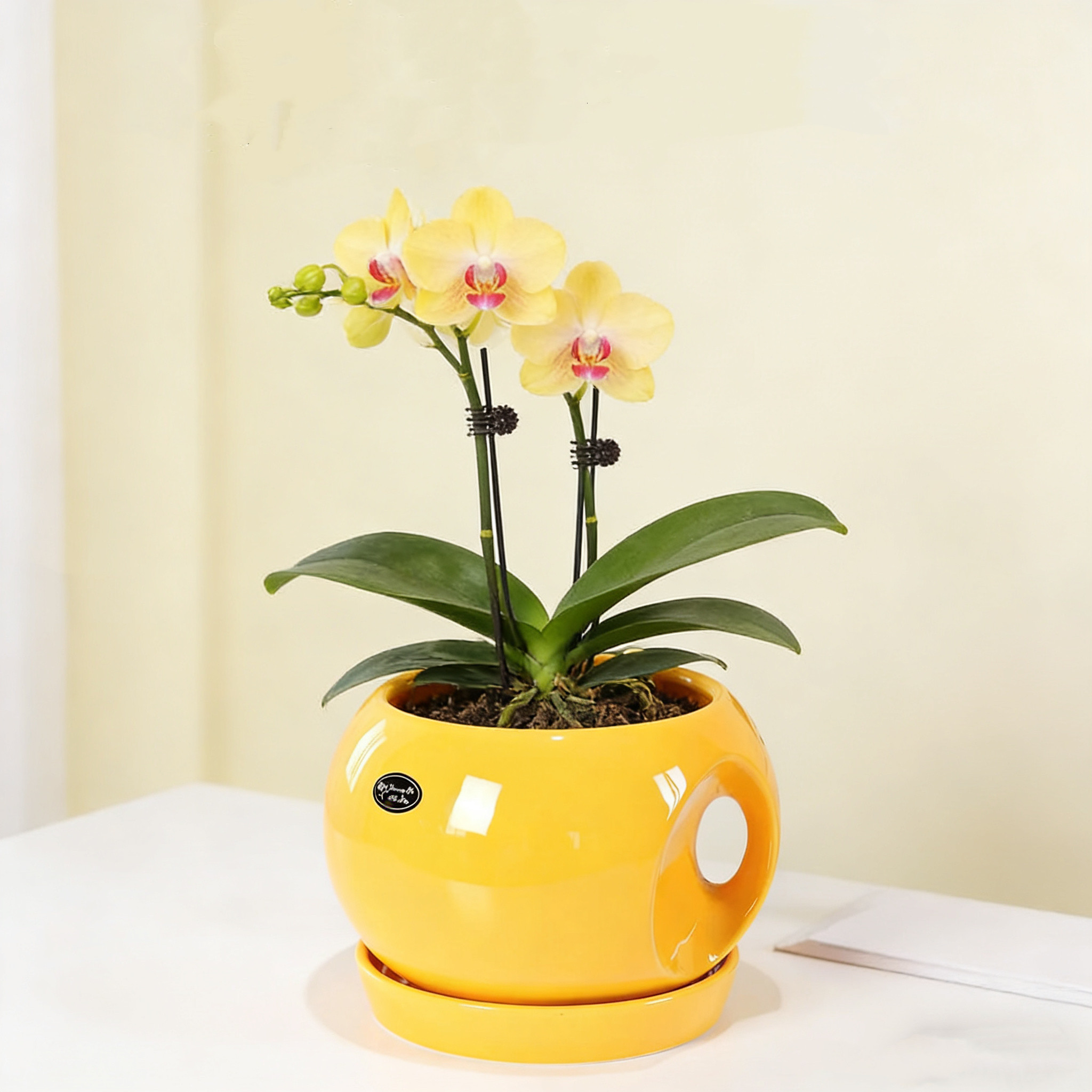 陶瓷花盆民宿创意花卉绿萝花盆个性客厅大号分体陶瓷托盘室内家用