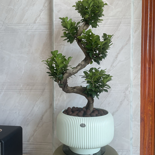 陶瓷花民宿高级感家用客厅兰花绿植大号发财树白蝴蝶兰专用盆栽