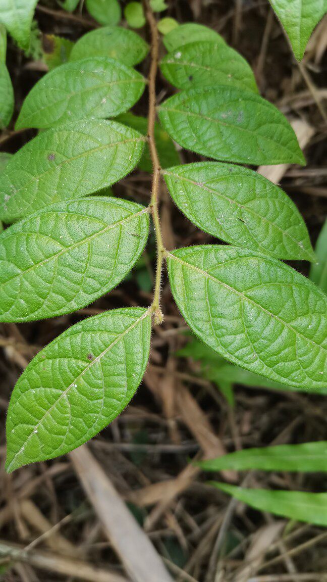 毛果算盘子 鲜品枝叶500克 包邮野南瓜漆大姑  毛漆公 农家中药材