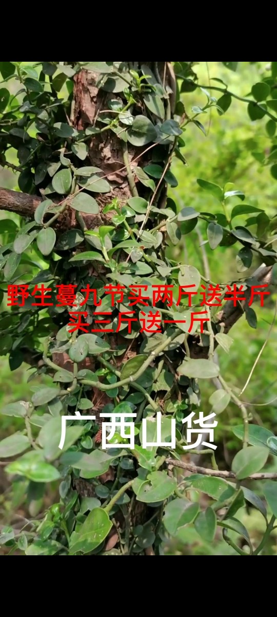 蔓九节500克包邮 新鲜现采春根拎壁风不动穿根娱蚣崧筋藤中草药材