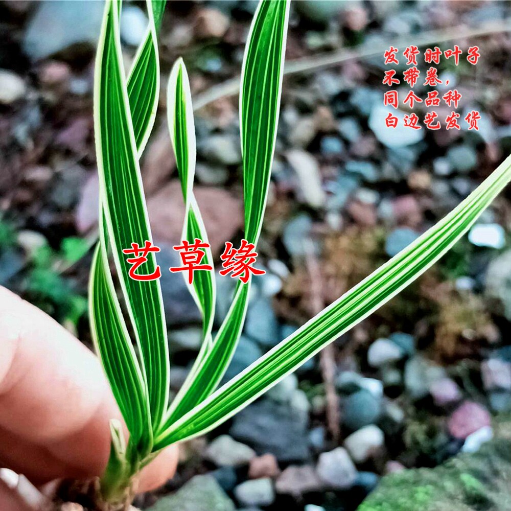 兰花苗蕙兰老种雪白边艺 浓香鲜花卉盆栽绿植好养阳台夏季花