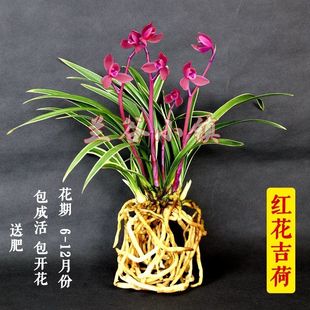 兰花苗春剑建兰四季 兰春兰浓香花苞鲜花卉盆栽绿植物室内阳台好养