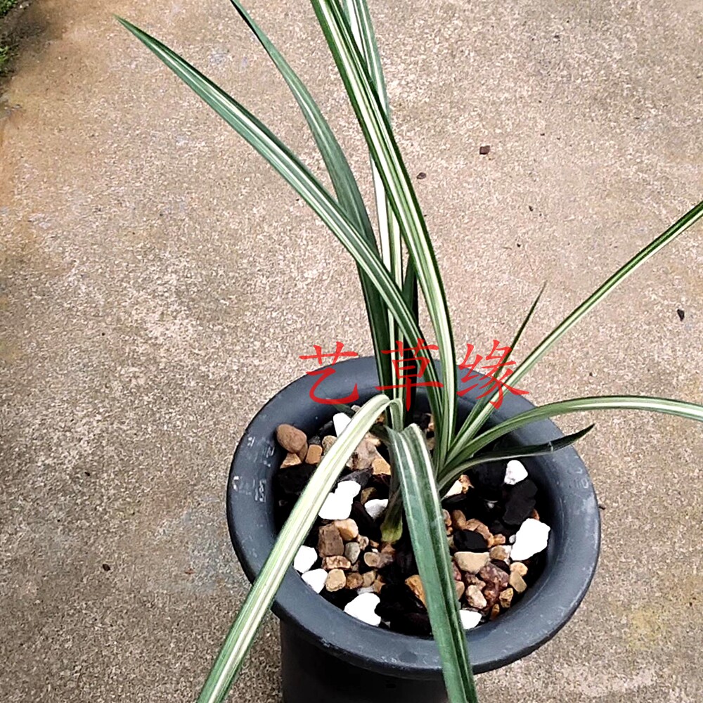 兰花苗春剑阳台老种丝缟艺 白龙马 浓香鲜花卉盆栽绿植好养阳台室