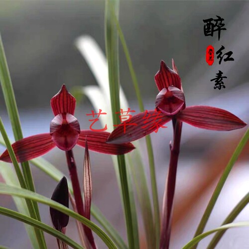 绿植盆栽好养阳台兰花苗