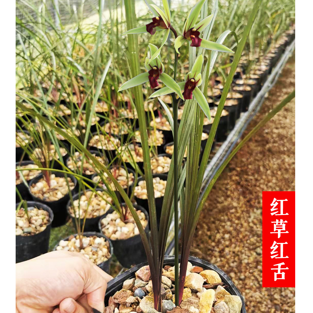蕙兰春兰春剑红草红舌红素兰花边草庭院书房绿植室内盆栽花卉包邮