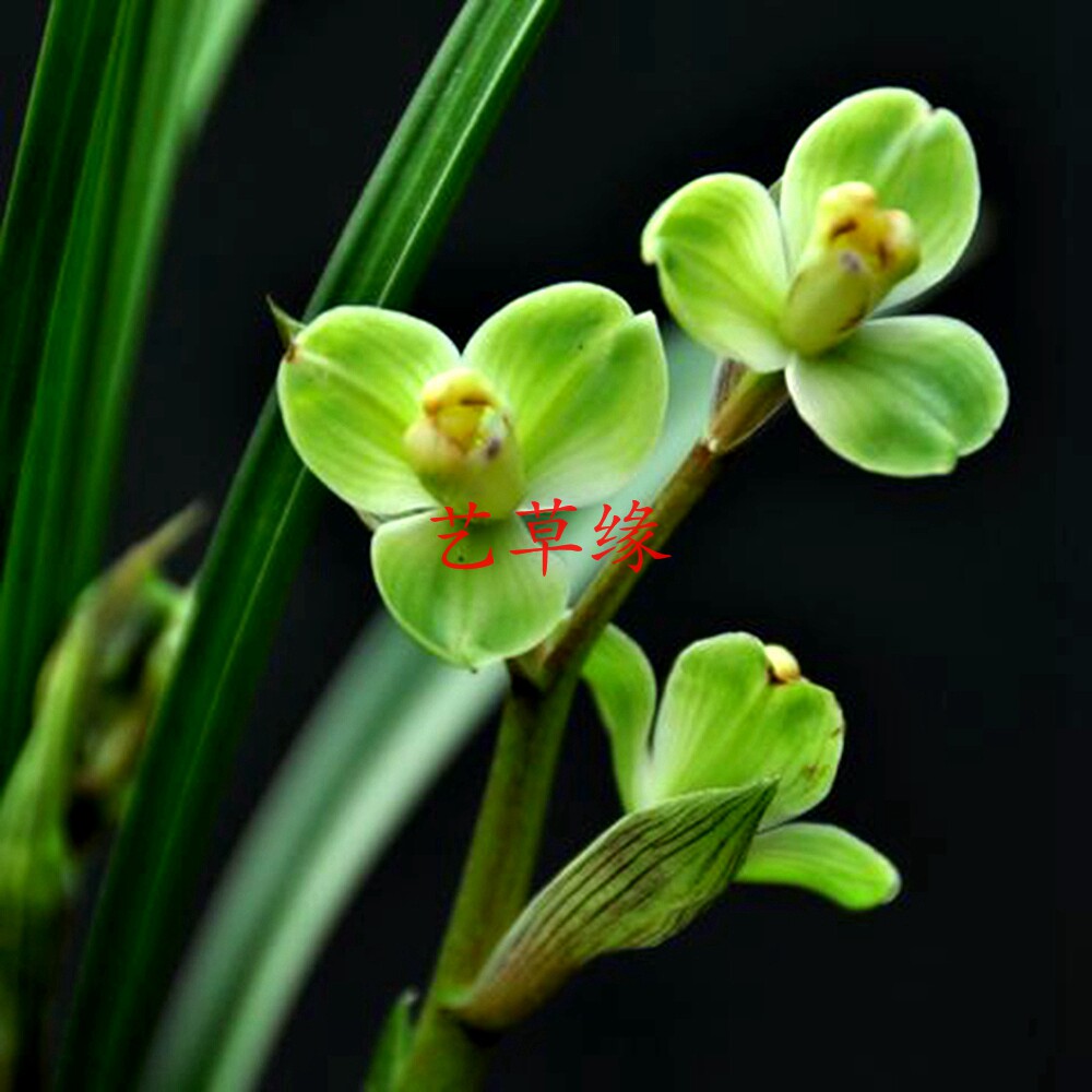 兰花苗春剑 玉海棠 浓香鲜花卉盆栽绿植好养阳台室冬春花苞