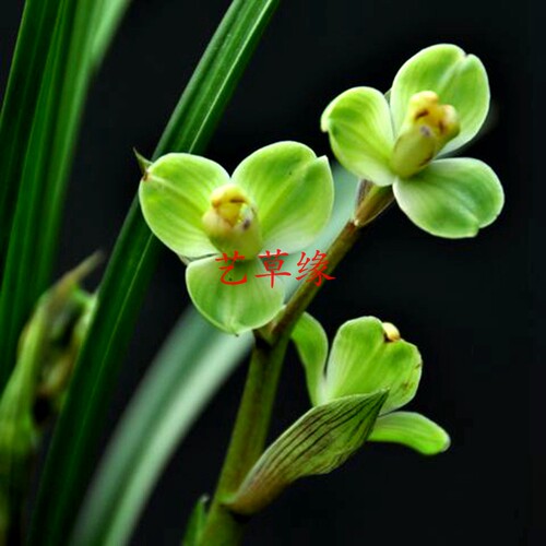 绿植海棠盆栽好养阳台兰花苗