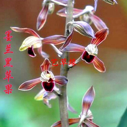 兰花苗墨兰秋榜老种黑苹果浓香鲜花卉盆栽绿植好养阳台室冬春花苞