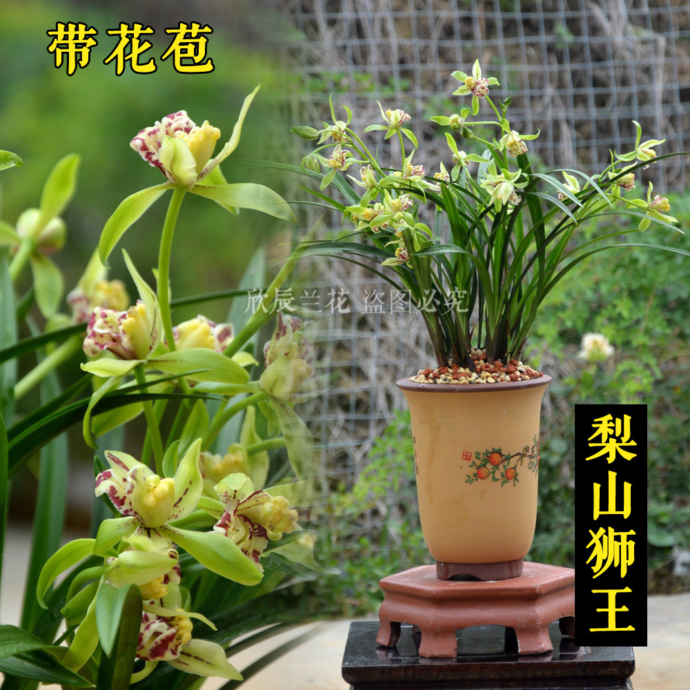 建兰浓香奇花梨山狮王带花苞四季兰兰花苗开浓香花卉盆栽适合新手