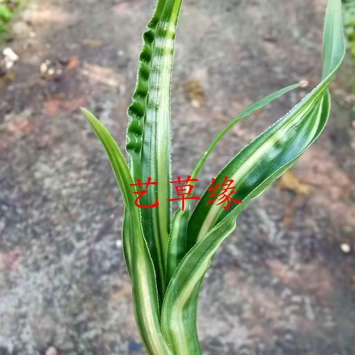 绿植进化水晶盆栽好养阳台兰花苗