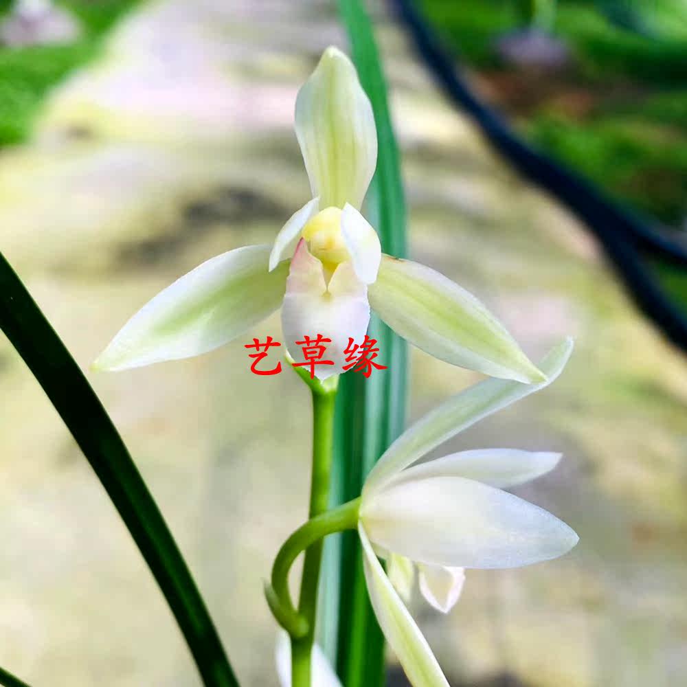 兰花苗建兰四季兰 雪莲 浓香鲜花卉盆栽绿植好养阳台夏季花