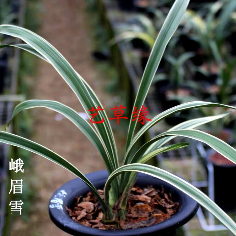 兰花苗建兰四季兰线艺峨眉雪浓香鲜花卉盆栽绿植好养阳台夏季花