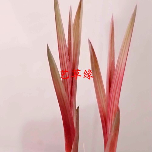 绿植矮种盆栽好养阳台夏季兰花苗