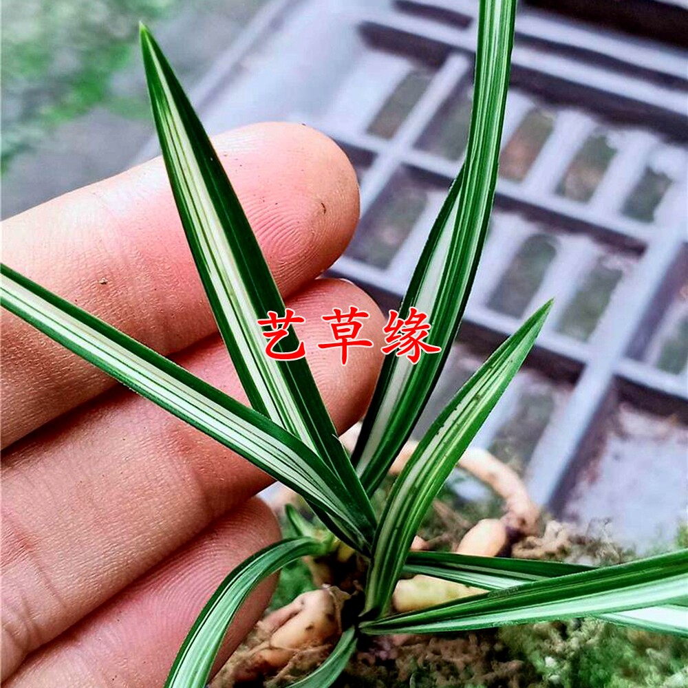 兰花苗春兰老种中透艺 浓香鲜花卉盆栽绿植好养阳台夏季花