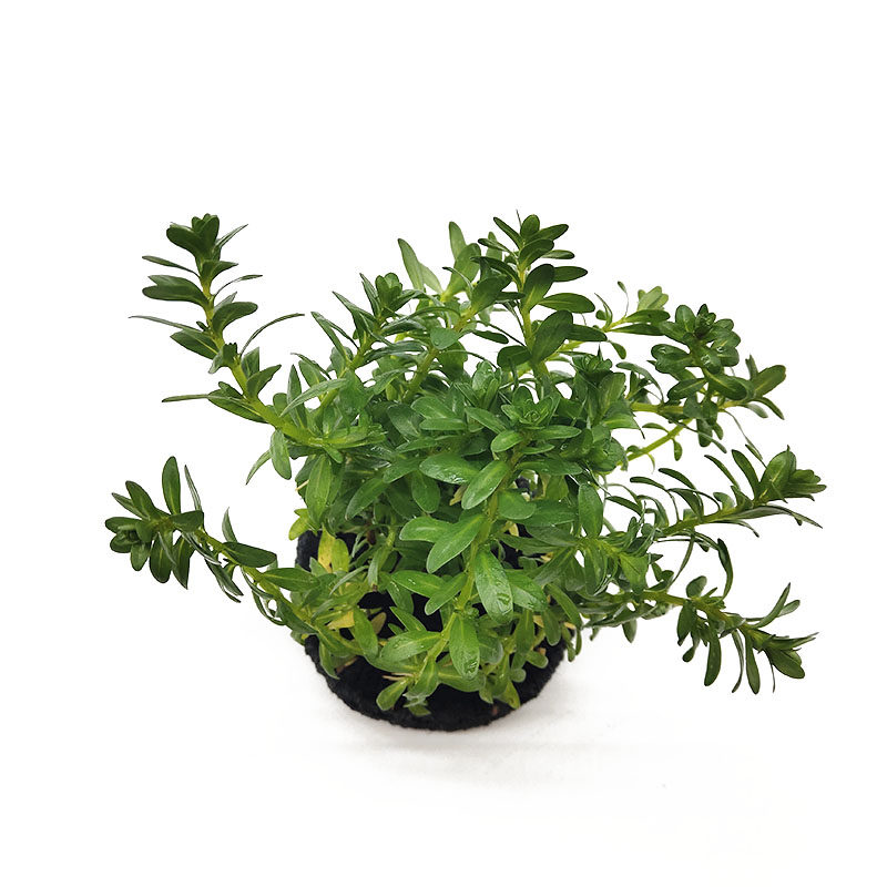 牛顿草坨草鲜活水草活体真水草鱼缸造景装饰后景草