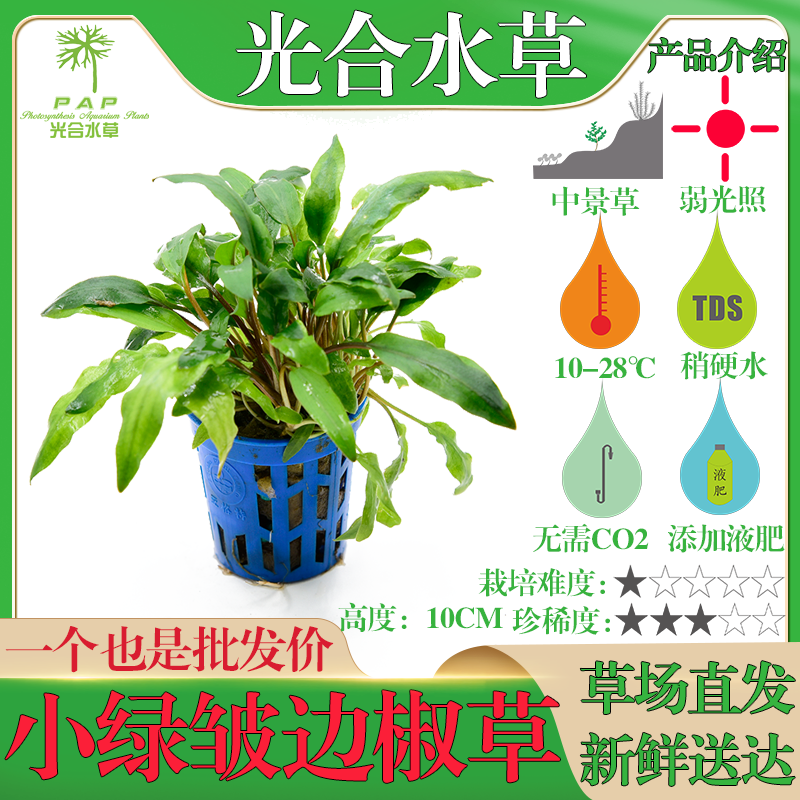 椒草水草鱼缸造景沉水植物温蒂小绿皱边气泡咖啡喷泉老虎圆叶椒草