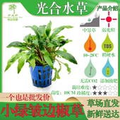 椒草水草鱼缸造景沉水植物温蒂小绿皱边气泡咖啡喷泉老虎圆叶椒草