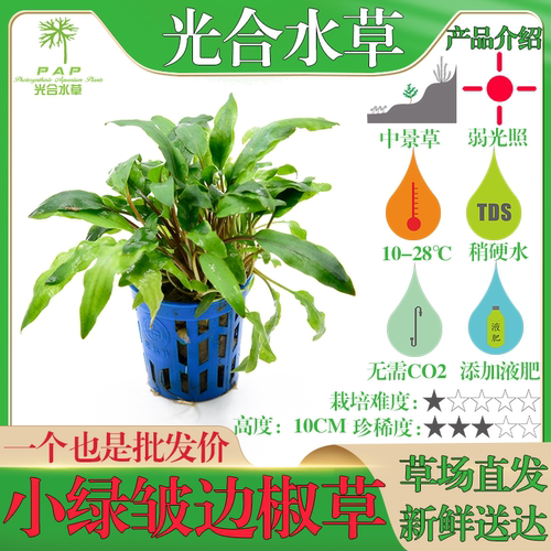 椒草水草鱼缸造景沉水植物温蒂