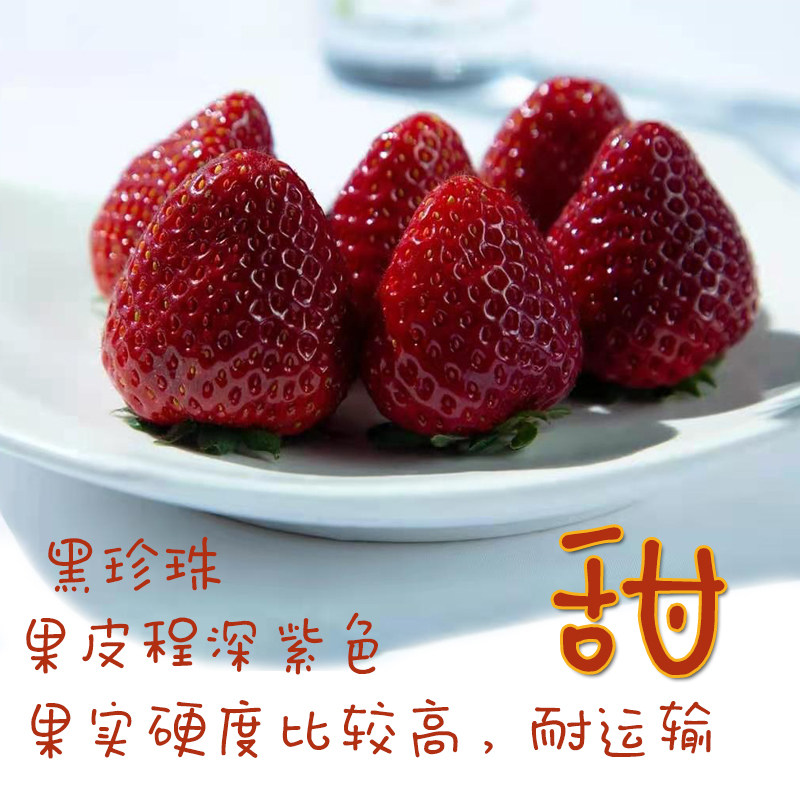 黑珍珠草莓苗大凉山阳台种植盆栽室内四季食用草莓苗穴盘苗