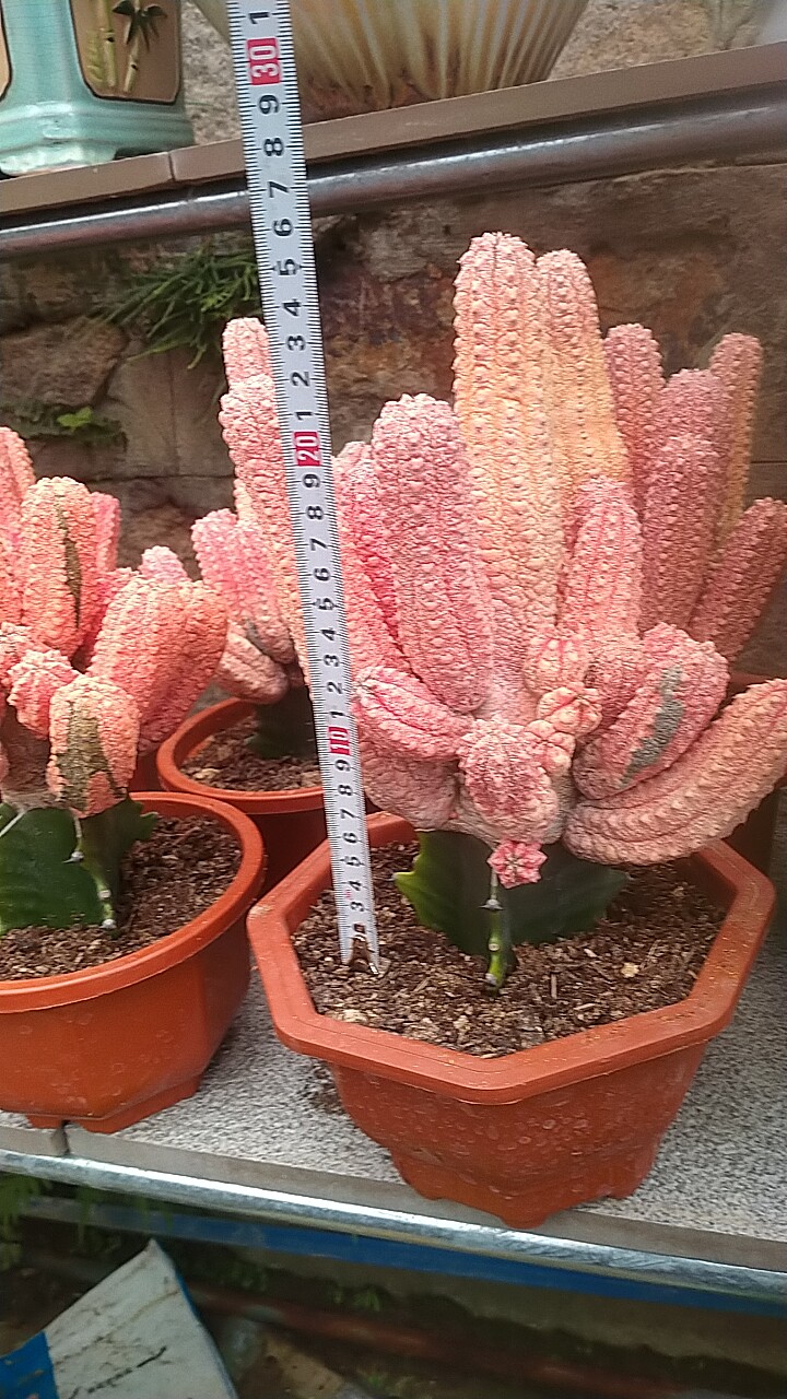 大戟科稀有品种红亚狄麒麟亚迪雅帝亚帝麒麟大戟科多肉植物