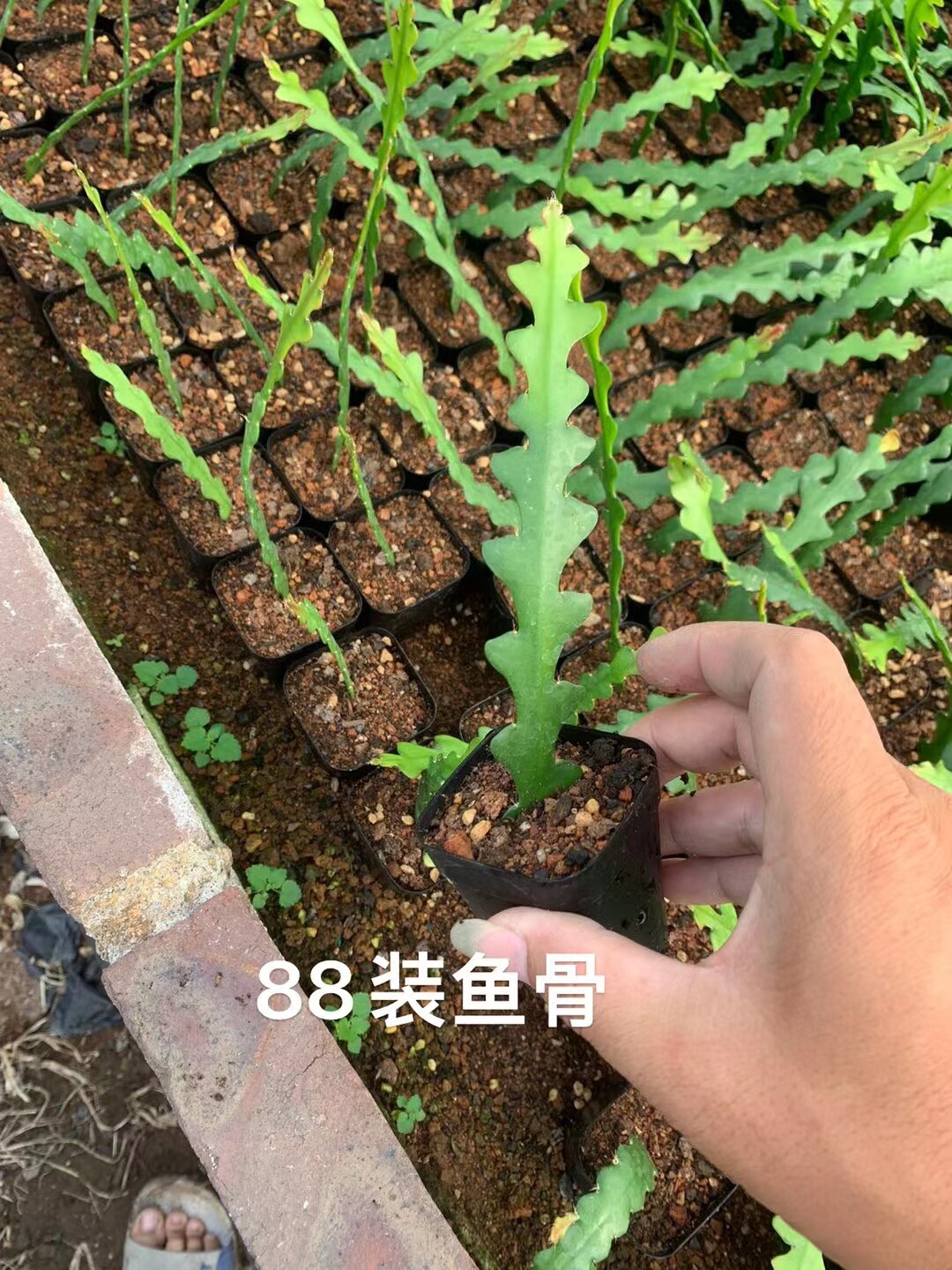 鱼骨令箭稀奇植物锯齿昙花长藤垂桌面绿植