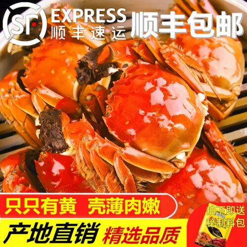 盘锦鲜活特大母大闸蟹礼盒