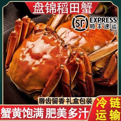 盘锦稻田蟹公母蟹特大闸蟹