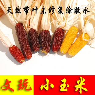 文玩小玉米挂饰摆件手把件迷你玉米小小苞米饰品玛瑙真天然红玉米