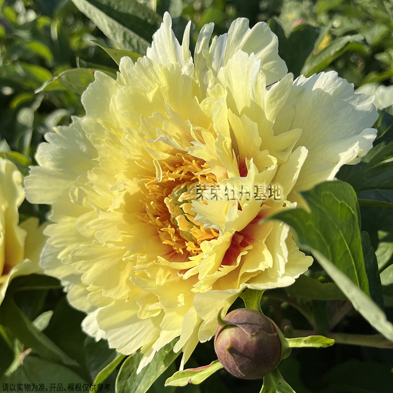 每客限1份！巴茨拉芍药花苗分株伊藤系列！库存有限