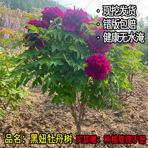 【黑妞牡丹树】独杆花苗菏泽直发