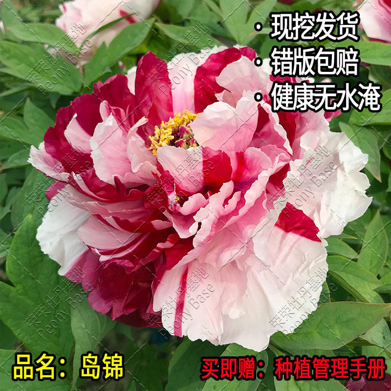 【岛锦】牡丹花苗菏泽直发包对版图片