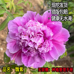 大魏紫牡丹花苗树老桩四大名品紫色裸根盆栽菏泽牡丹客厅装 饰花苗