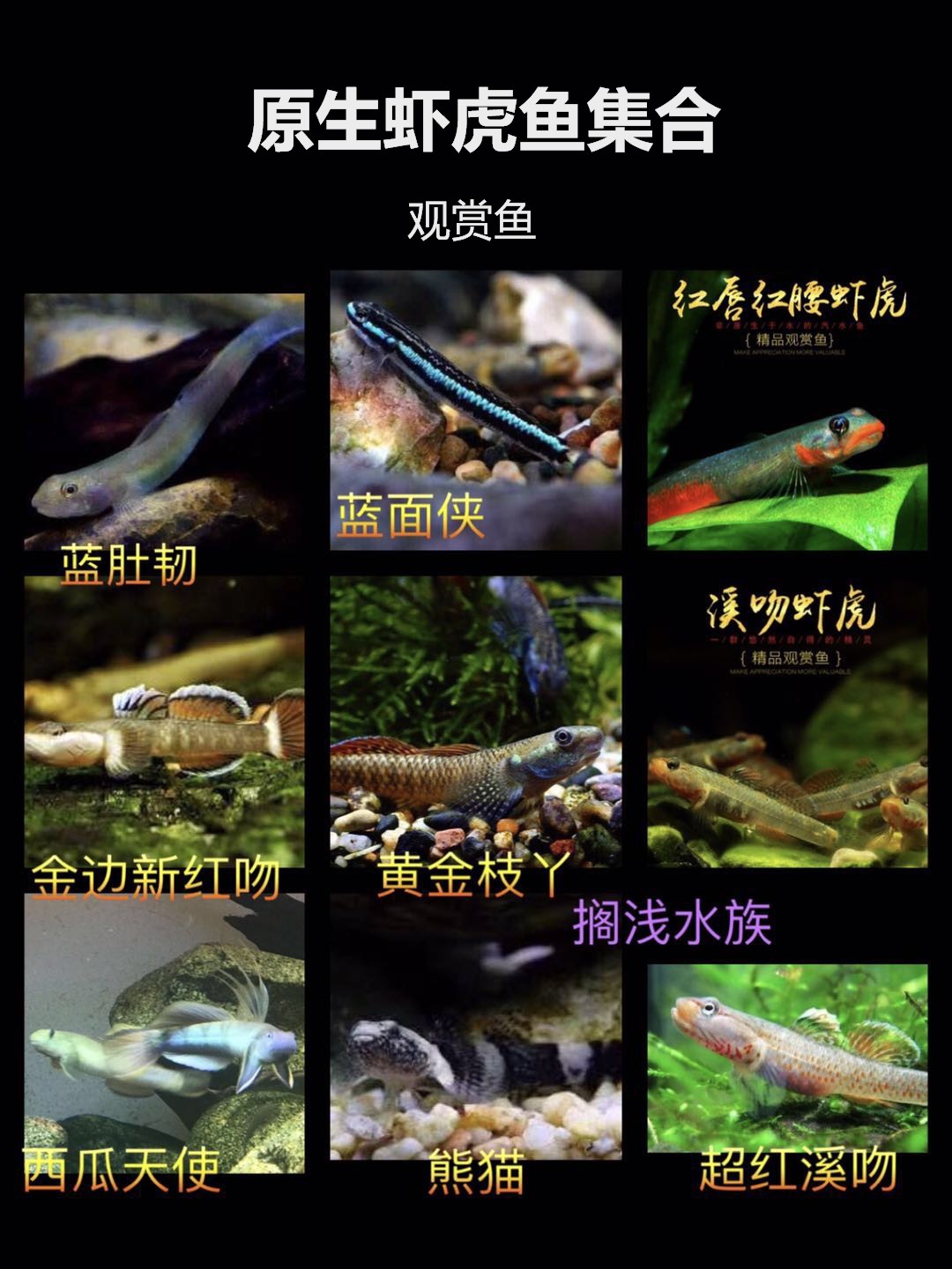 蓝肚韧红唇红腰蓝面侠黄金枝桠褐吻熊猫红溪吻白颊虾虎冷水原生鱼