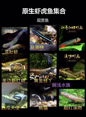 蓝肚韧红唇红腰蓝面侠黄金枝桠褐吻熊猫红溪吻白颊虾虎冷水原生鱼