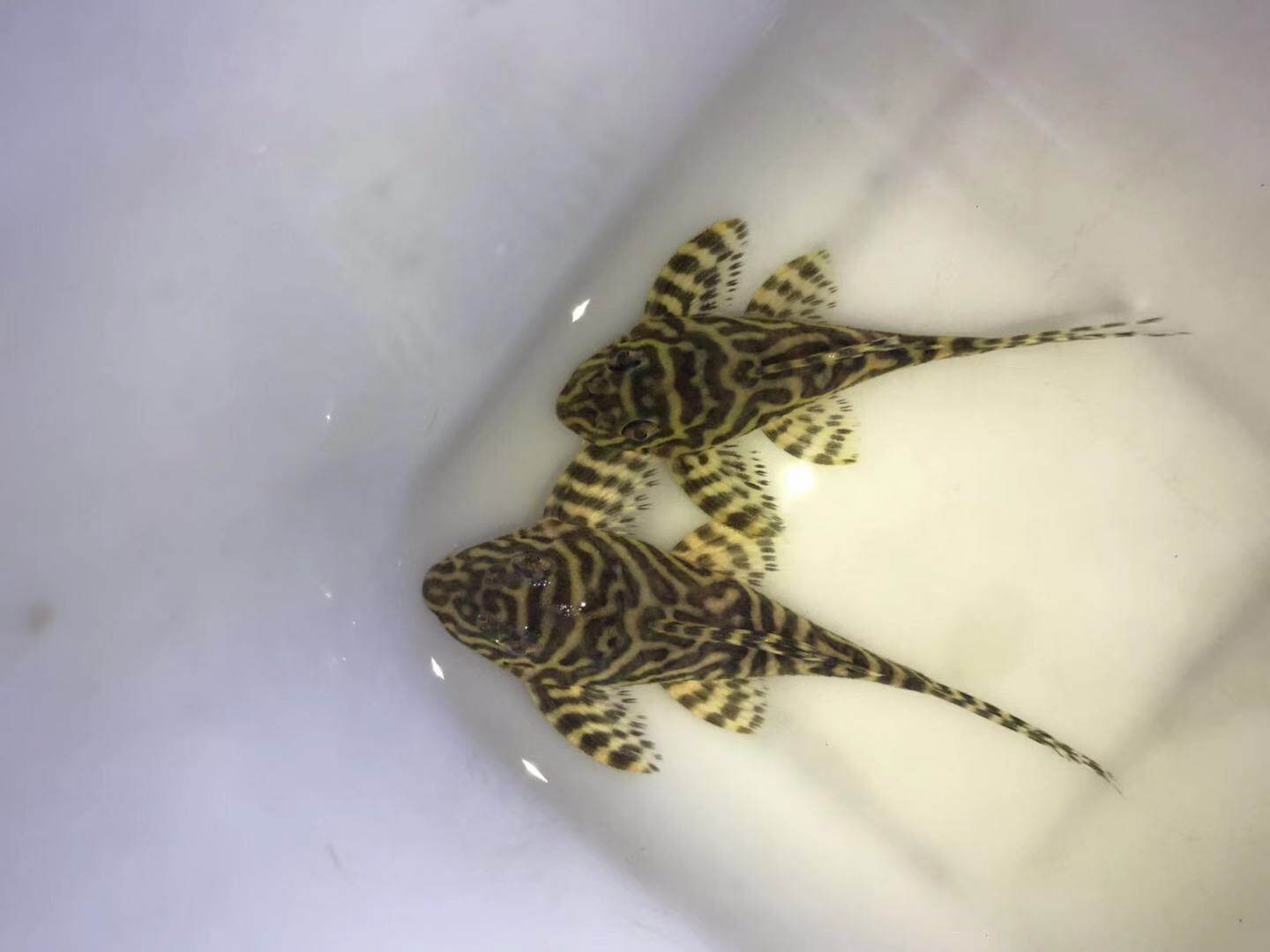 l333白金帝王黄金帝王迷宫f1异形鱼热带草缸观赏鱼南美异形工具鱼