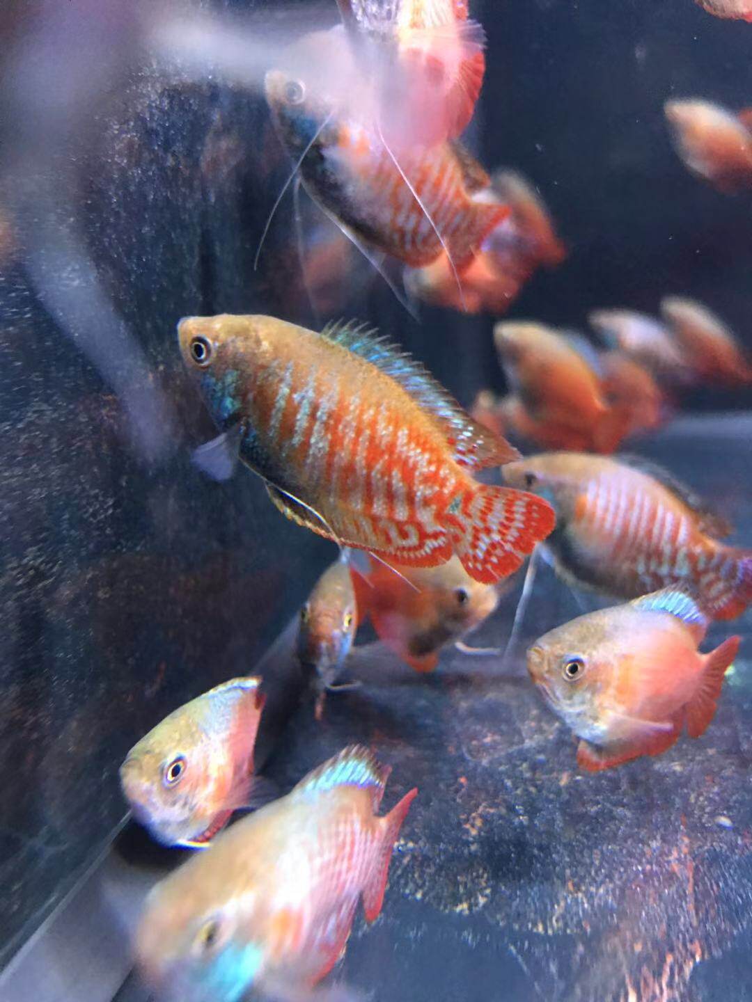 搁浅水族五彩丽丽血红丽丽鱼灯鱼热带鱼观赏鱼群游工具鱼南美草缸