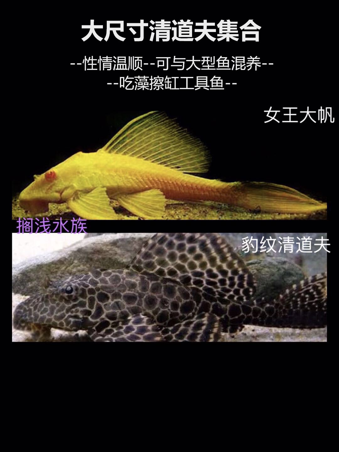 搁浅水族女王大帆豹纹清道夫擦缸除藻吃海苔热带工具鱼大尺寸活体