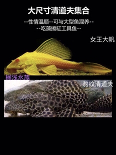 搁浅水族女王大帆豹纹清道夫擦缸除藻吃海苔热带工具鱼大尺寸活体