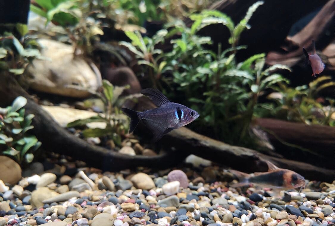 黑大勾扯旗鱼黑扯旗鱼大鳍魮脂鲤黑幻影热带鱼草缸造景观赏鱼群游