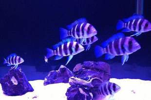 搁浅水族三湖慈鲷布隆迪6间鱼灯鱼热带草缸造景观赏鱼异形工具鱼