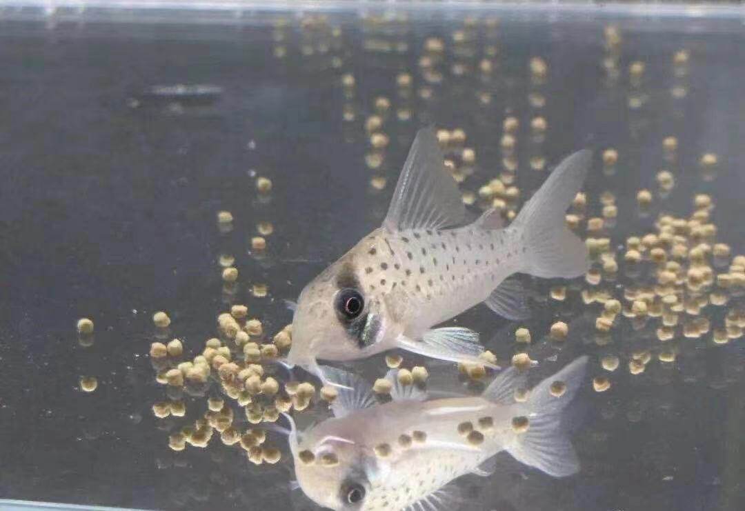 海盗白豹金翅绅士鼠鱼热带南美观赏鱼底栖淡水可混养群游造景