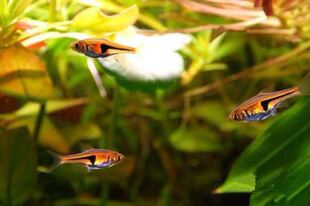 金三角灯灯鱼小型热带鱼草缸造景新手观赏鱼宠物南美异形淡水混养