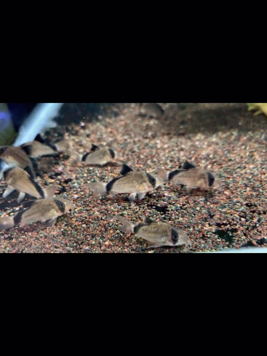 搁浅水族弓背鼠鱼弯弓鼠鱼弓背猫热带鱼南美异形草缸观赏鱼工具鱼