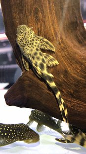 搁浅水族黄金美洲豹异形鱼热带鱼南美草缸造景新手观赏鱼工具鱼