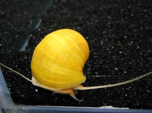 搁浅水族黄金螺紫纹螺热带草缸造景观赏螺宠物螺小蜗牛除藻工具螺