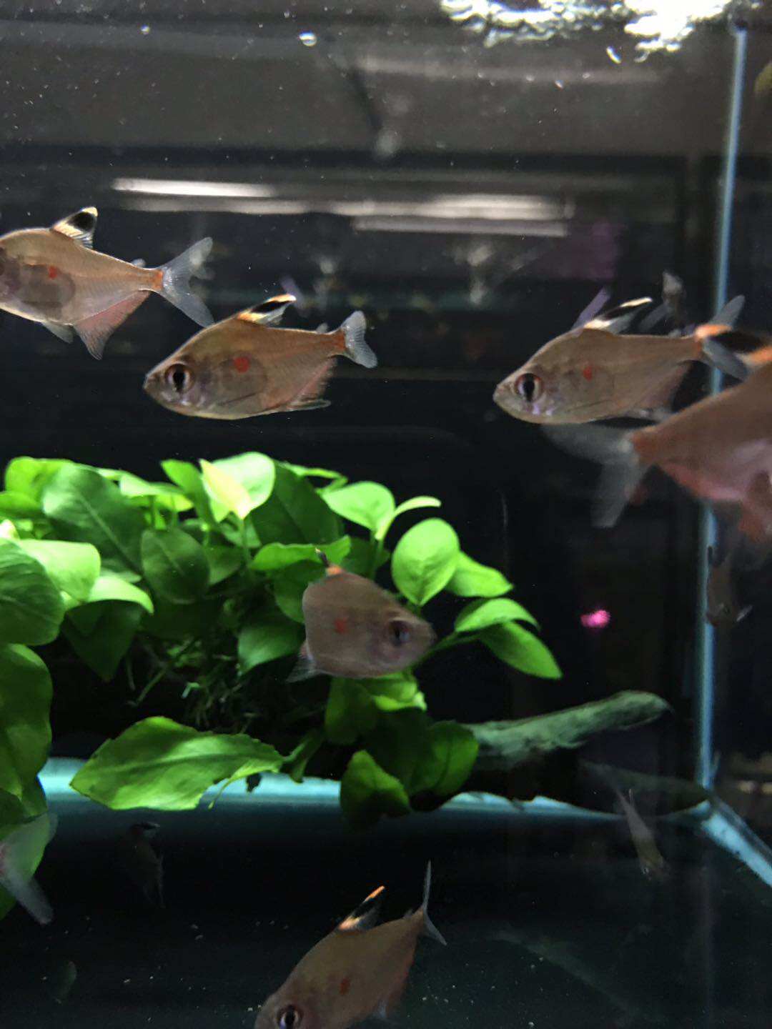 血心大帆灯鱼绿背血心紫背红印灯热带鱼南美异形草缸观赏鱼工具鱼