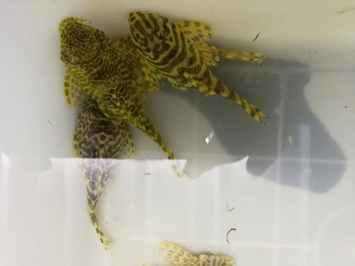 黄金斑马异型鱼热带鱼南美草缸造景观赏鱼清道夫工具鱼活体