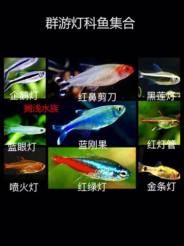 红鼻剪刀红绿黑莲红尾玻璃