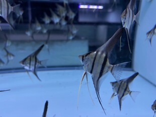 魔门斯卡神仙鱼大尺寸种鱼燕鱼天使鱼小鳍帆鱼热带观赏鱼混养南美